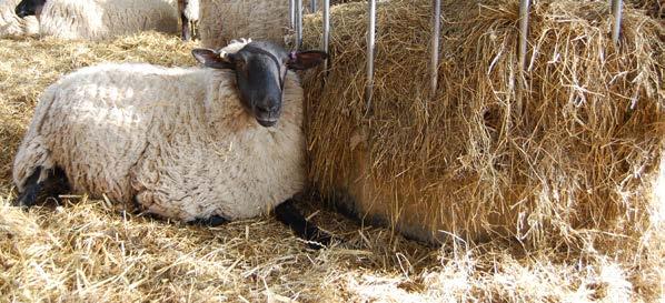 Physical performance Top third Average Bottom third Ewe to ram ratio 47 43 42 Scanning percentage per ewe scanned (%) 186 184 175 Lambs born alive per 100 ewes to ram 166 161 163 Lambs born dead per