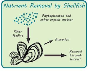 Nutrient bioextraction: Growing and harvesting shellfish