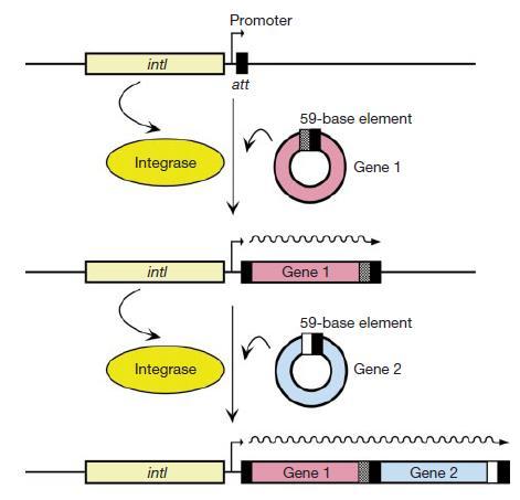 AMR plasmids: Integron