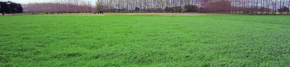 It is very fast establishing and nutritious, with high winter yields like Hogan annual ryegrass, but greater persistence over 12-18 months.
