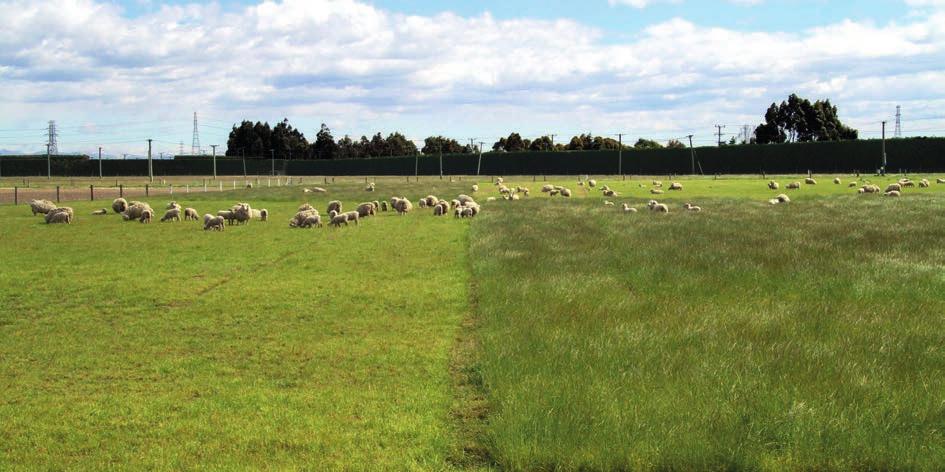 Two five year pastures Two five year pastures 6 7 In brief: has created new finishing opportunities for sheep, beef and deer.