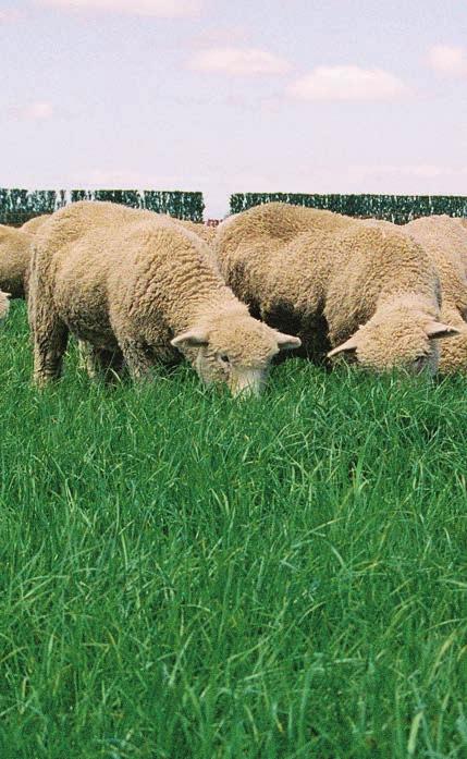 Two Five year pastures Finishing crops 10 11 In brief: Bealey is a very palatable tetraploid perennial ryegrass.