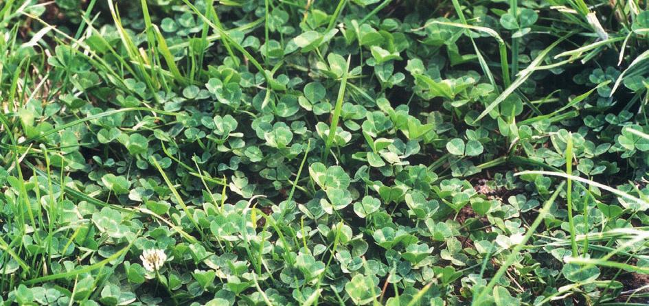 Legumes Seed treatment WHITE CLOVERS AGRICOTE SEED TREATMENT 14 15 White clover, and often red clover, are added to finishing pastures.