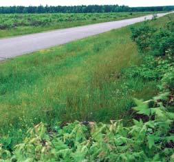 Figure 4-7: Large, unbroken clearcuts along well-traveled roads are often viewed by the public as unsightly,