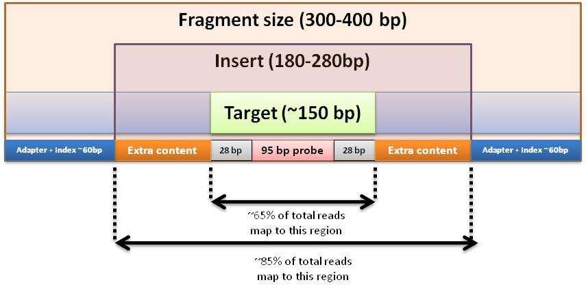 Probe-fragment-library design Fully optimized with the most efficient design Strategically designed to be larger than other commonly used methods Reduced cost less probes; savings passed on to
