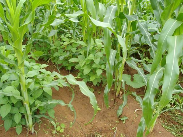 fertiliser nutrient depletion - Other cash crops include tobacco, cotton, sugar, groundnuts, pulses - Legumes fix atmospheric nitrogen and