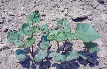 Scout and Spray if needed for Thrips Seed Treatment or in-furrow
