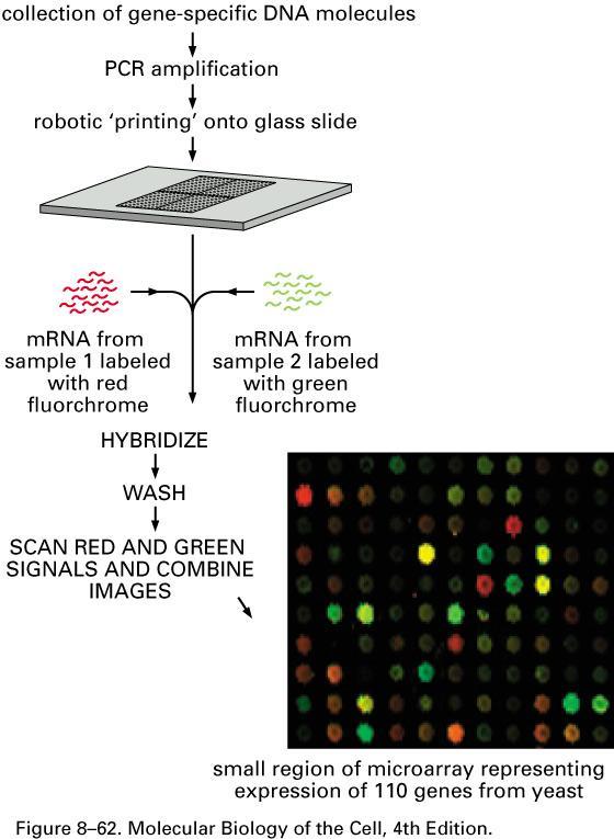 MICROARRAY Using microarray to monitor the