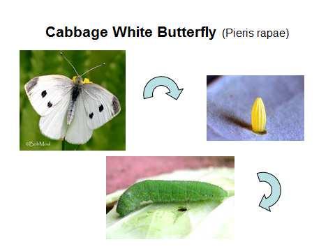 Results Part One ~ Broccoli and Cauliflower Pests Four Lepidopteron insects and one aphid species damage and contaminate broccoli and cauliflower: diamondback moth (Plutella xylostella), cabbage