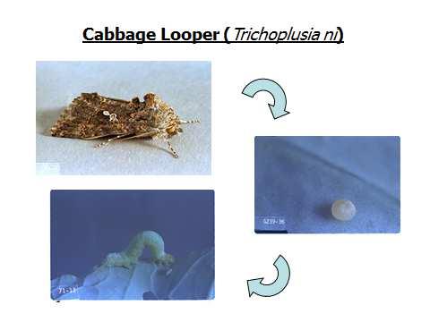 The Cabbage Looper (Trichoplusia ni) has two distinct generations per growing season. Due to the cool, wet spring, Cabbage Looper population development was delayed.