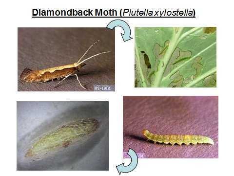 Even though Diamondback moth counts were at normal levels, Diamondback pupa still made up a significant percent of the insect contamination of broccoli and cauliflower during 2012 growing season.