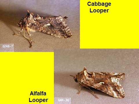 Alfalfa Looper (Autographa californica) is attracted to the same pheromones as the Cabbage Looper, so one needs to be able to distinguish between the species in the pheromone traps.