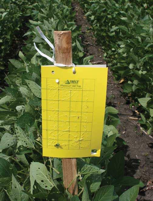 Results Part Two ~ Snap Bean Pests Twelve Spot beetle populations are monitored on a regional basis with yellow sticky traps.