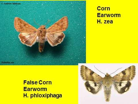 The false corn earworm moth (Heliothis phloxiphaga) is attracted to the same pheromone as the Corn Earworm moth (Heliothis zea). One needs to be distinguish between the species in the pheromone traps.