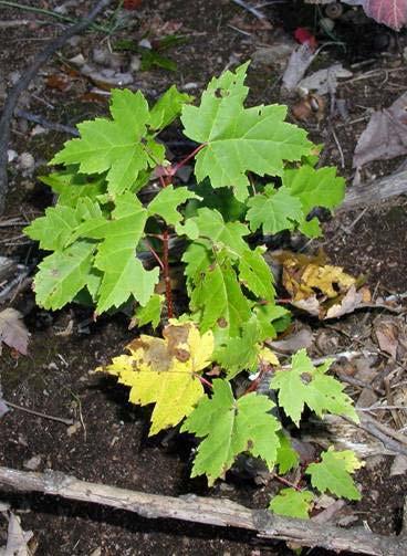 Advanced regeneration is key for Oak, but also for red maple Larger