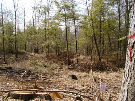 Uneven-aged management Favors maples, beech, birch, hemlock Assumptions What is established on site at time of crown closure (8-12 years) is what you have to work with.
