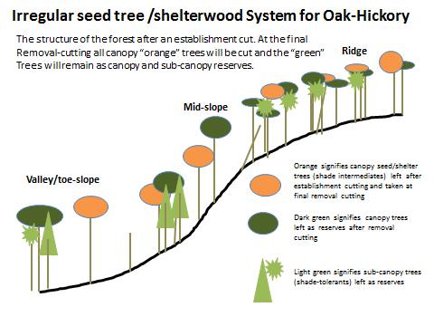 Irregular seed tree - shelterwoods Valley/toe-slope midslope ridge Patch group single-tree