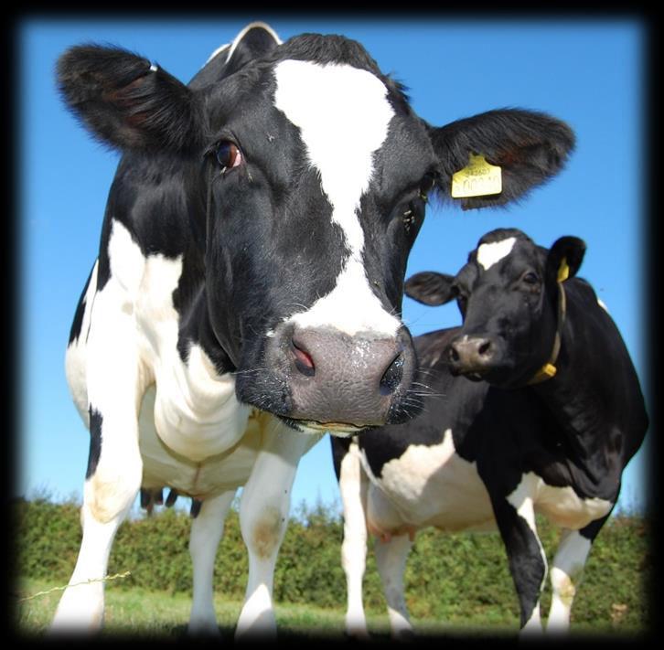Animal performance Two cows: similar genetic merit in the same herd Cow no. Lactation No. Milk Yield 305 day kg Average butterfat Average protein 388 3 12,615 3.95% 3.
