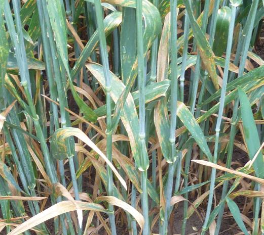 The key wheat diseases for 2016 Septoria Leaf Blotch Stripe Rust Don t drop your guard The threat from Septoria Leaf Blotch is always present and regular paddock inspections should be performed to