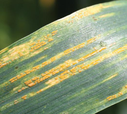 Septoria leaf blotch infection results from airborne spores, the majority of which tend to lift-off from stubble soon after harvest.