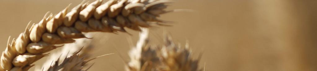 Ear diseases are often seen as being just a nuisance but they do impact the quality of grain.
