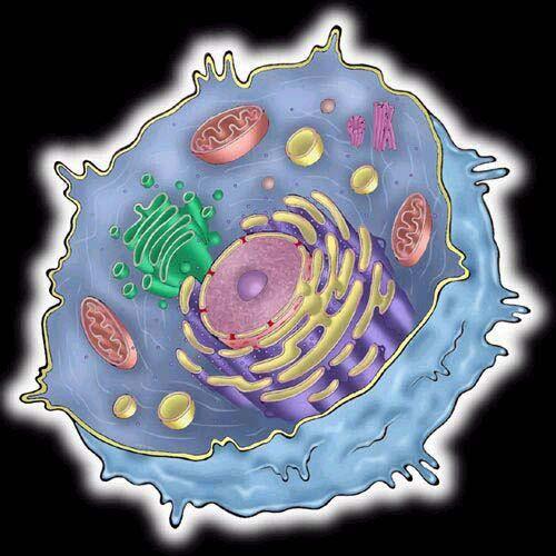bacteria or eubacteria -------------------------------- Eucaryotes