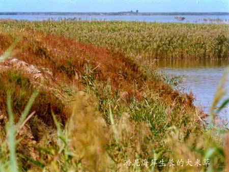 Common cordgrass (Spartina anglica)! It was introduced from fremdness in 1960 and 1980 to protect tidal bank.