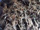 The result of cultivation using 3 different growth media show mycelium full the surface of