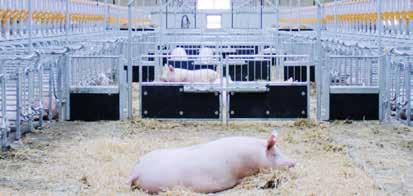 Mating control area Boar service area Gestation area Full-line pig farm based on modern equipment and