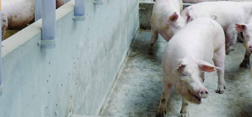 Meet recommendations for frequent feedings that ensure that sows get up to eat fresh feed and are kept in good condition to avoid injuries and to optimize