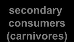 Energy flows through ecosystems sun secondary consumers (carnivores) loss