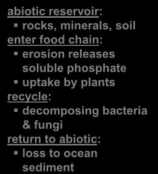 recycle: decomposing bacteria Animal & fungi tissue Urine and feces return to abiotic: loss to Decomposers ocean sediment