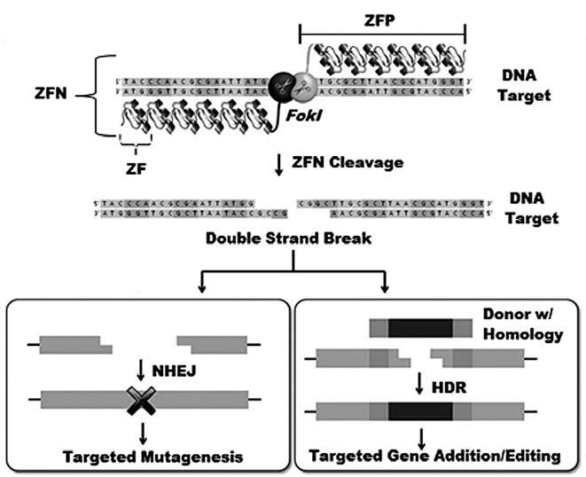 Figure 1. Model of ZFN DNA cleavage and repair in the presence (HDR pathway) or absence (NHEJ pathway) of a DNA-repair template.