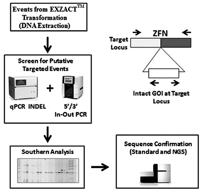 Figure 4. Analytical process for identifying targeted events. Targeting Technologies: ZFN Design and Testing ZFN design and testing capability is critical for a robust genome-editing program.