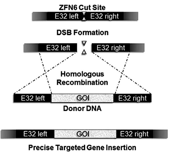 Figure 5. Targeted gene addition at the Event-32 locus. A GOI was inserted at the E32 locus using EXZAT technology. E32 left/right: sequences homologous to the E32 locus. ZFN6: E32 locus-specific ZFN.