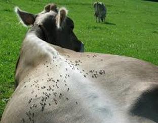 Fly Control in Beef Cattle! Various fly species are common problems in KY livestock operations. Face flies gather and irritate the animal s face.