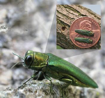EMERALD ASH BORER DETECTED IN SOUTH CAROLINA The emerald ash borer (EAB), a beetle pest that has devastated ash trees throughout the midwestern and eastern United States, has been officially detected