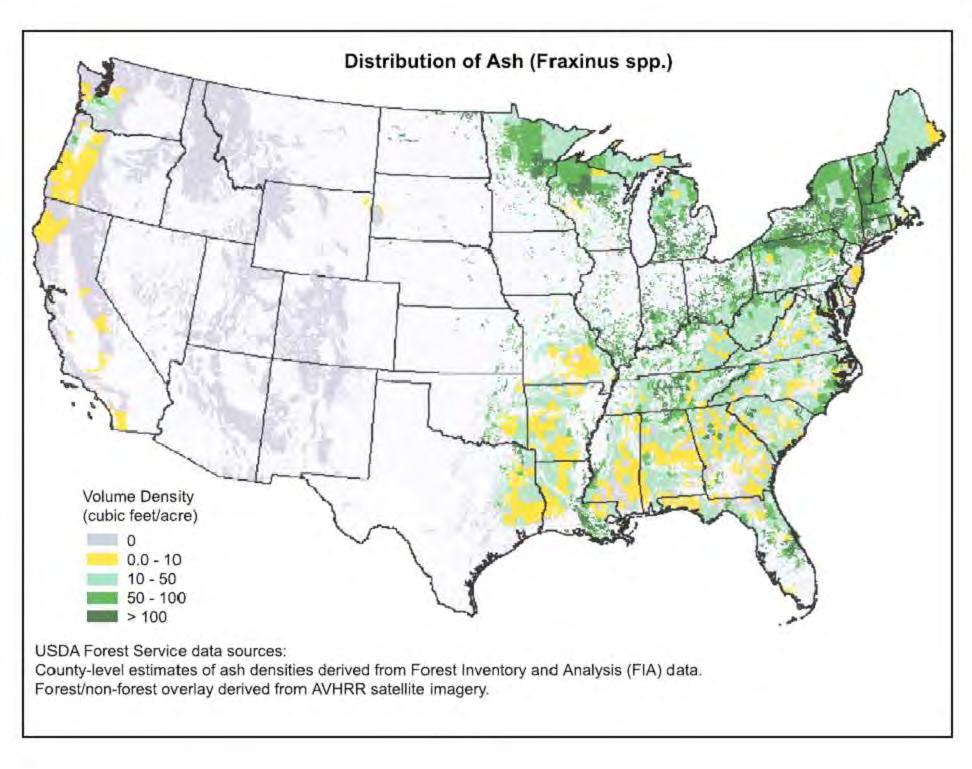 DISTRIBUTION OF ASH SPECIES The New England states, New York, Pennsylvania, Michigan, Wisconsin and Minnesota have the highest volume density of native trees.