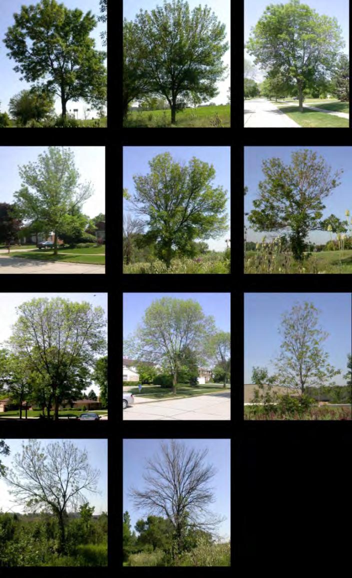 EAB INFESTATION FACTS It takes 3-5 years, sometimes longer, for an infested tree to