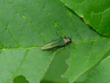 EAB Biology & Life Cycle Adults are roughly a half inch long and