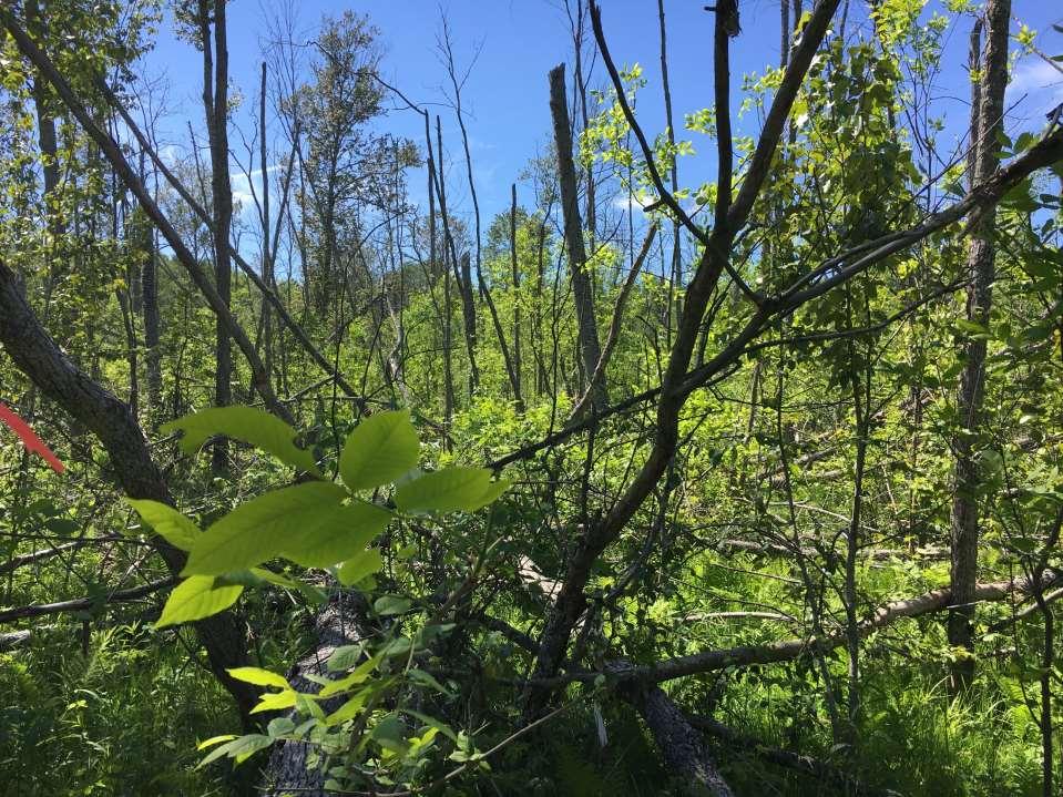 Inventory: drastically reduced; smallest diameter class present but about half of pre-eab inventory Timing: ash mortality advanced rapidly; mortality >90% about 8-10 years after EAB invasion Stump
