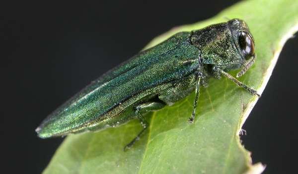 EAB is the most destructive forest insect in