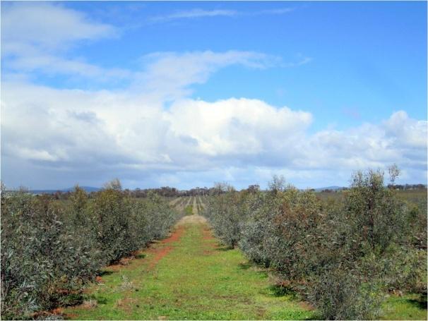 Biosequestration includes carrying out a reforestation assessment project (645ha) in Western Australia to accumulate know-how and to conduct risk analysis.