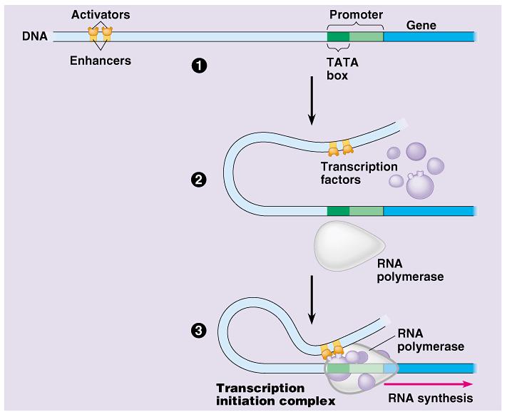 Model for Enhancer action Enhancer DNA sequences distant control sequences Activator proteins bind to enhancer sequence