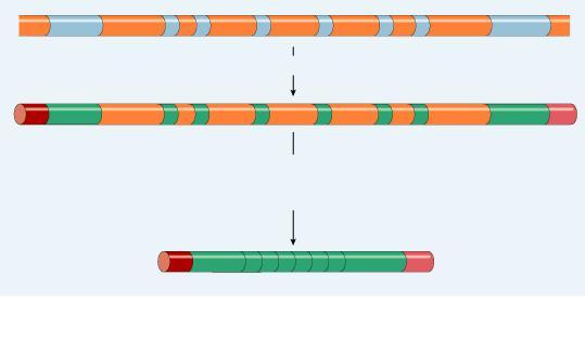 3. Post-transcriptional control Alternative RNA splicing