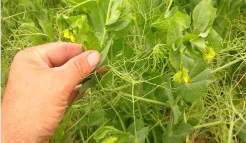 Fungicide Timing in Field Peas Consider: Level of infection Forecasted weather Crop value Source: D.