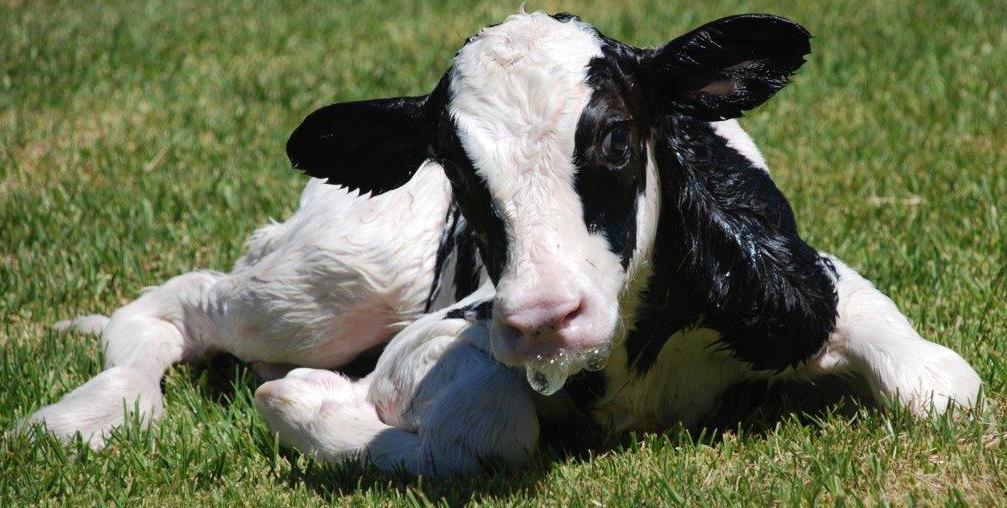 Management of calves from birth to weaning offers huge potential for improving efficiency