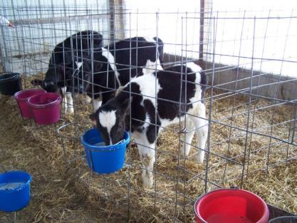 Adequate starter intake is key to avoid nutritional stress at weaning Composition and
