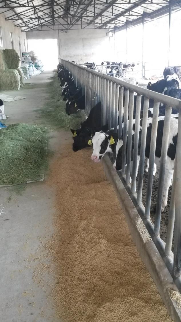 Calves will choose high-quality alfalfa hay