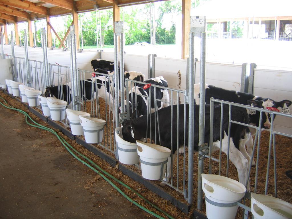 SROC option grouping calves